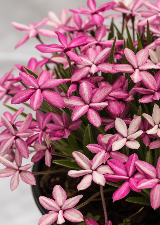 x Rhodoxis 'Hebron Farm Cerise'