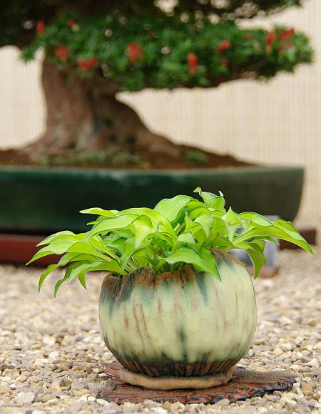 Hosta