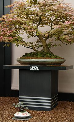 Saxifraga