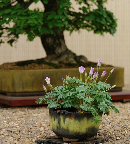 Oxalis