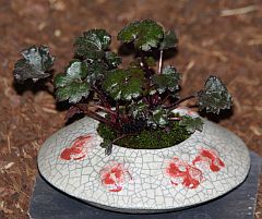 Saxifraga
