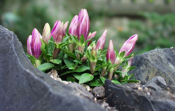 Alpine garden Praag