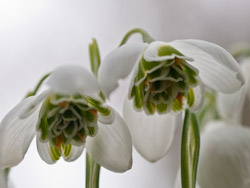 dubbel sneeuwklokje