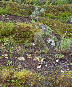 Explorers Garden Scotland